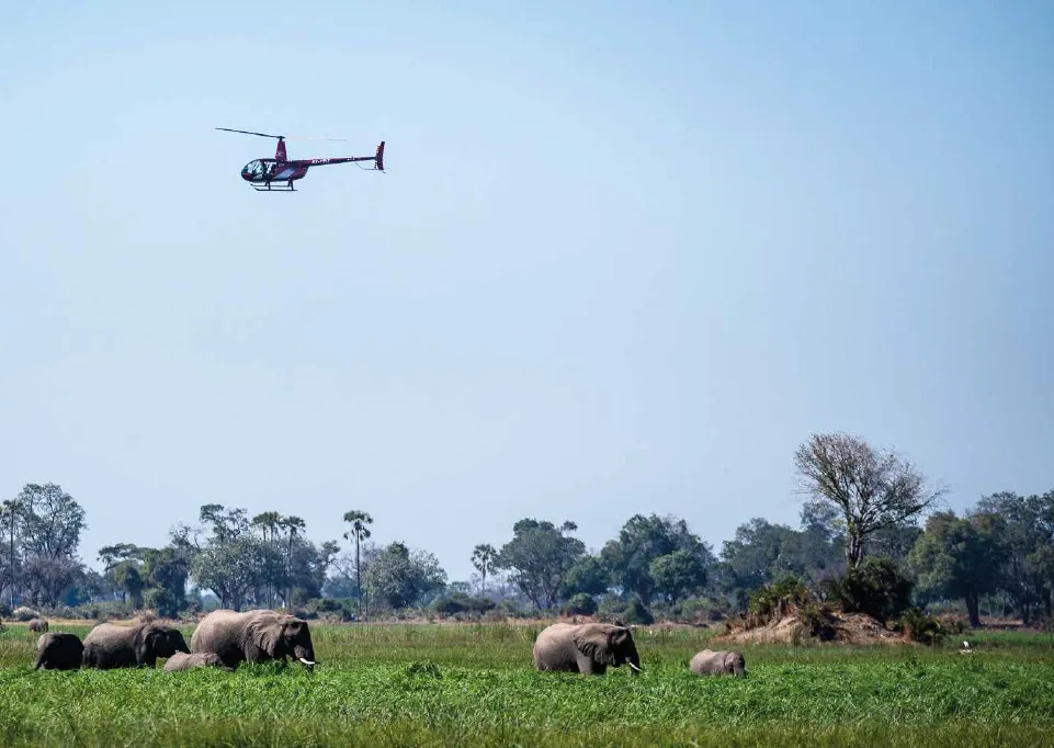 Serengeti Aerial Safari