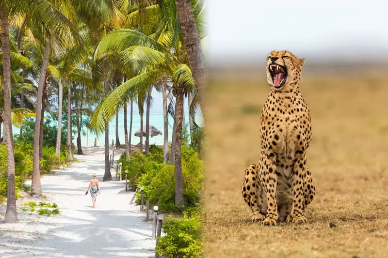 Best Mafia Island Tours in Tanzania 2026/2027