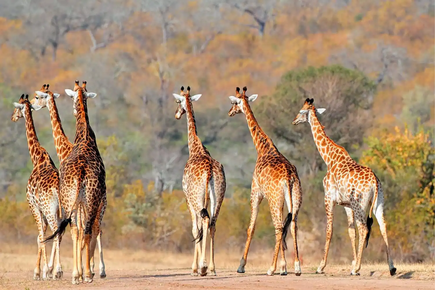 El millor safari de 6 dies a Tanzània amb el Serengeti