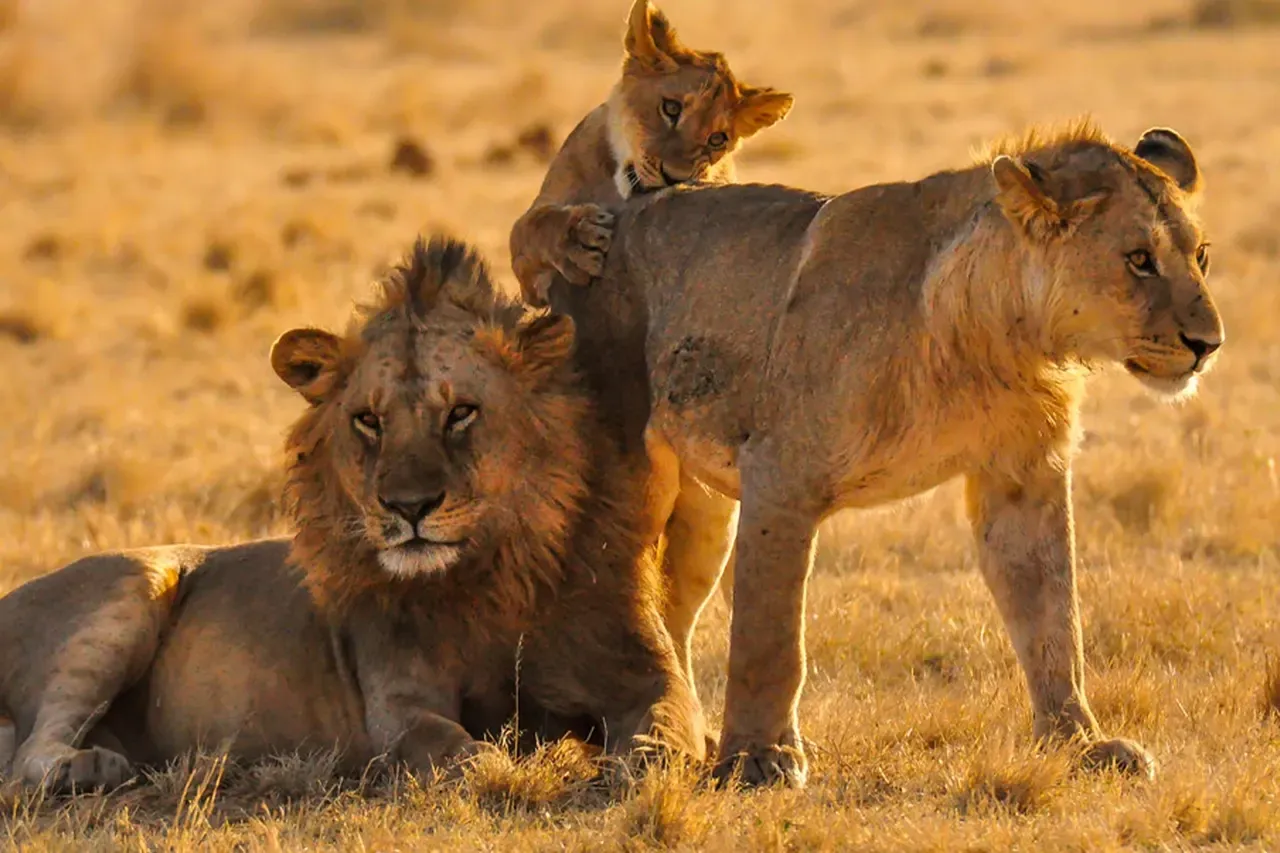 Safari de viatge a Tanzània
