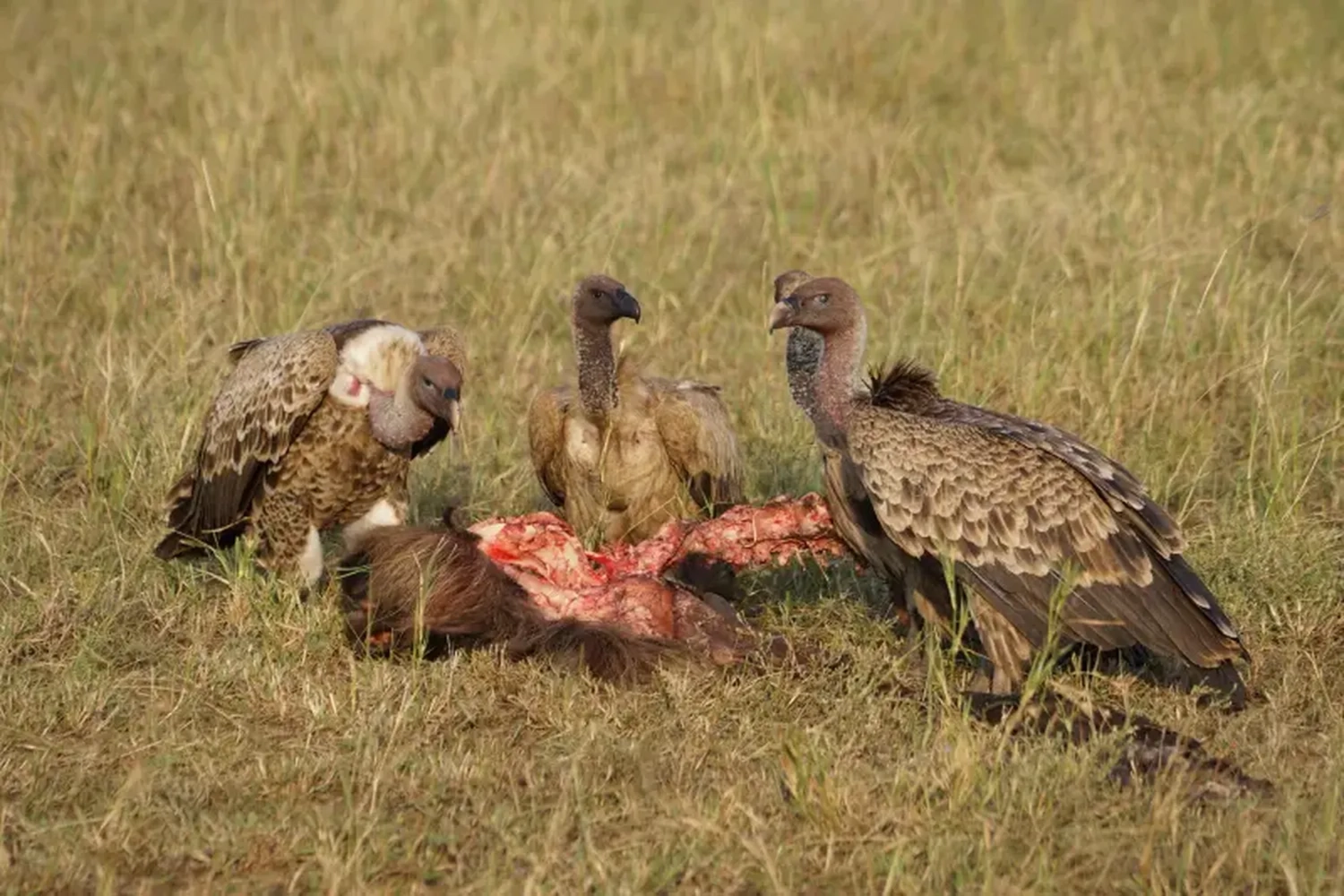 Tanzania Vultures Safari