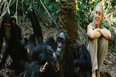 3-Day Gombe Chimpanzee Tracking Tour