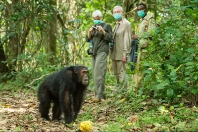 3-Day Mahale Chimpanzee Tracking Tour