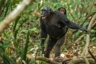 7 hari Gombe dan Mahale Safari Safari