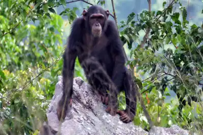 Lawatan Penjejakan Rubondo Rubondo 3 hari