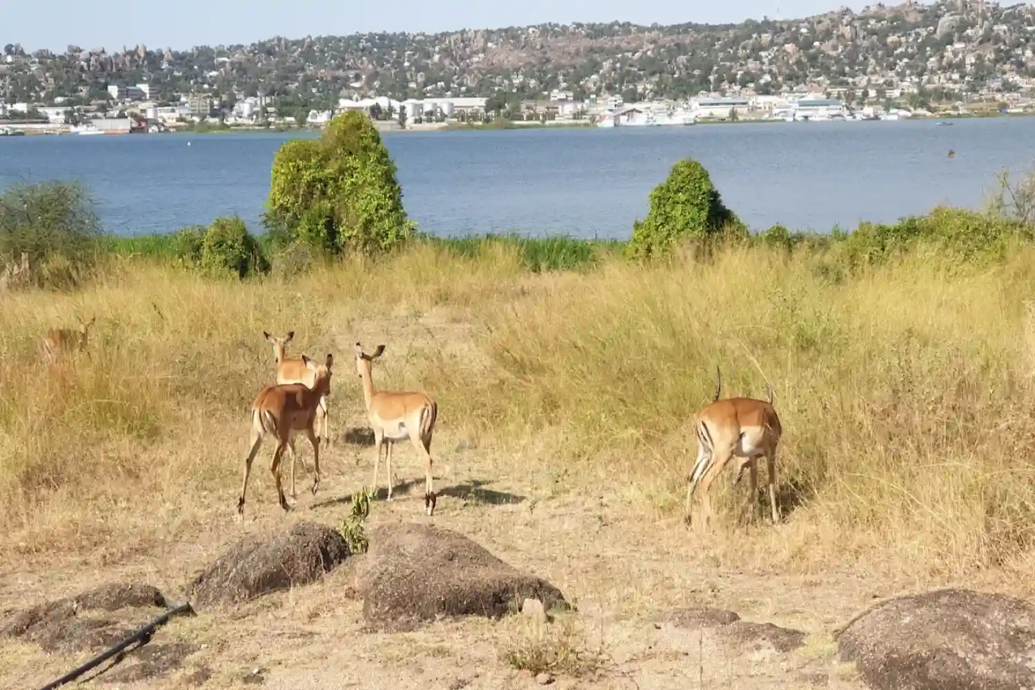 Pengembaraan Saanane dan Lake Victoria 2 hari