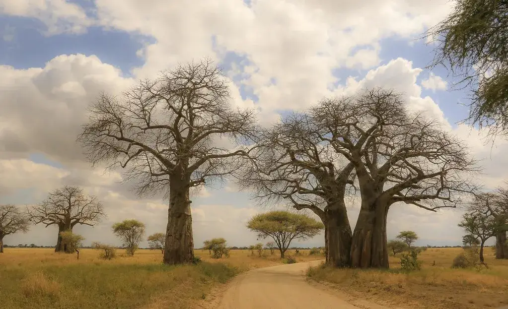 Tarangire Aerial Safari