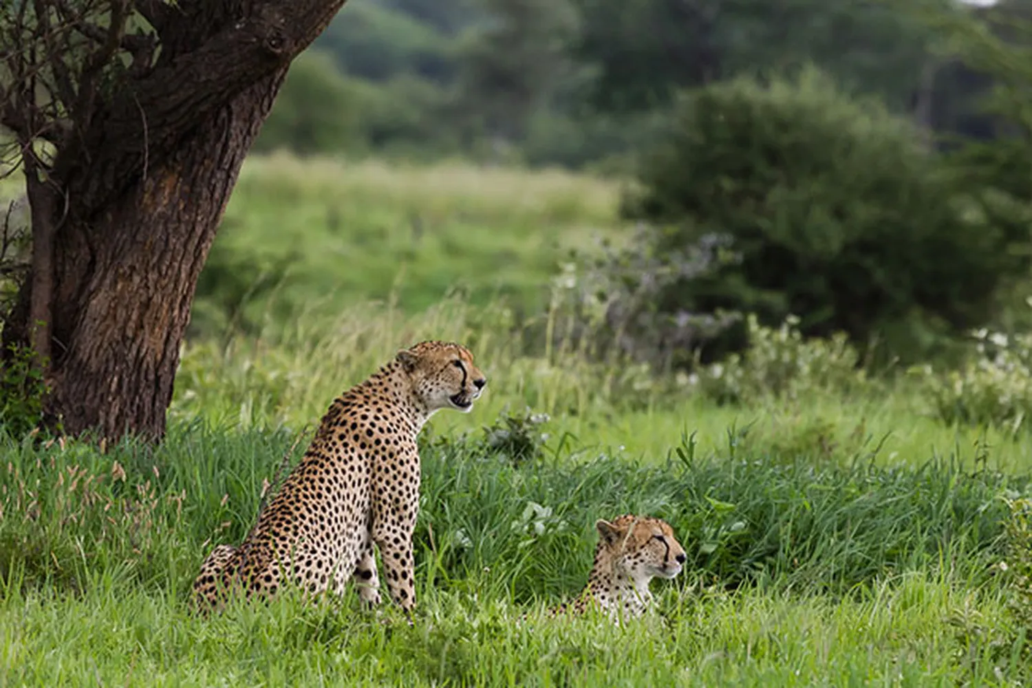Tarangire Cheetah Spotting