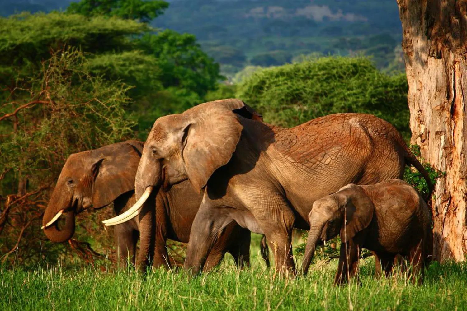 2-Day Tanzania Safari to Tarangire and Lake Manyara National Park