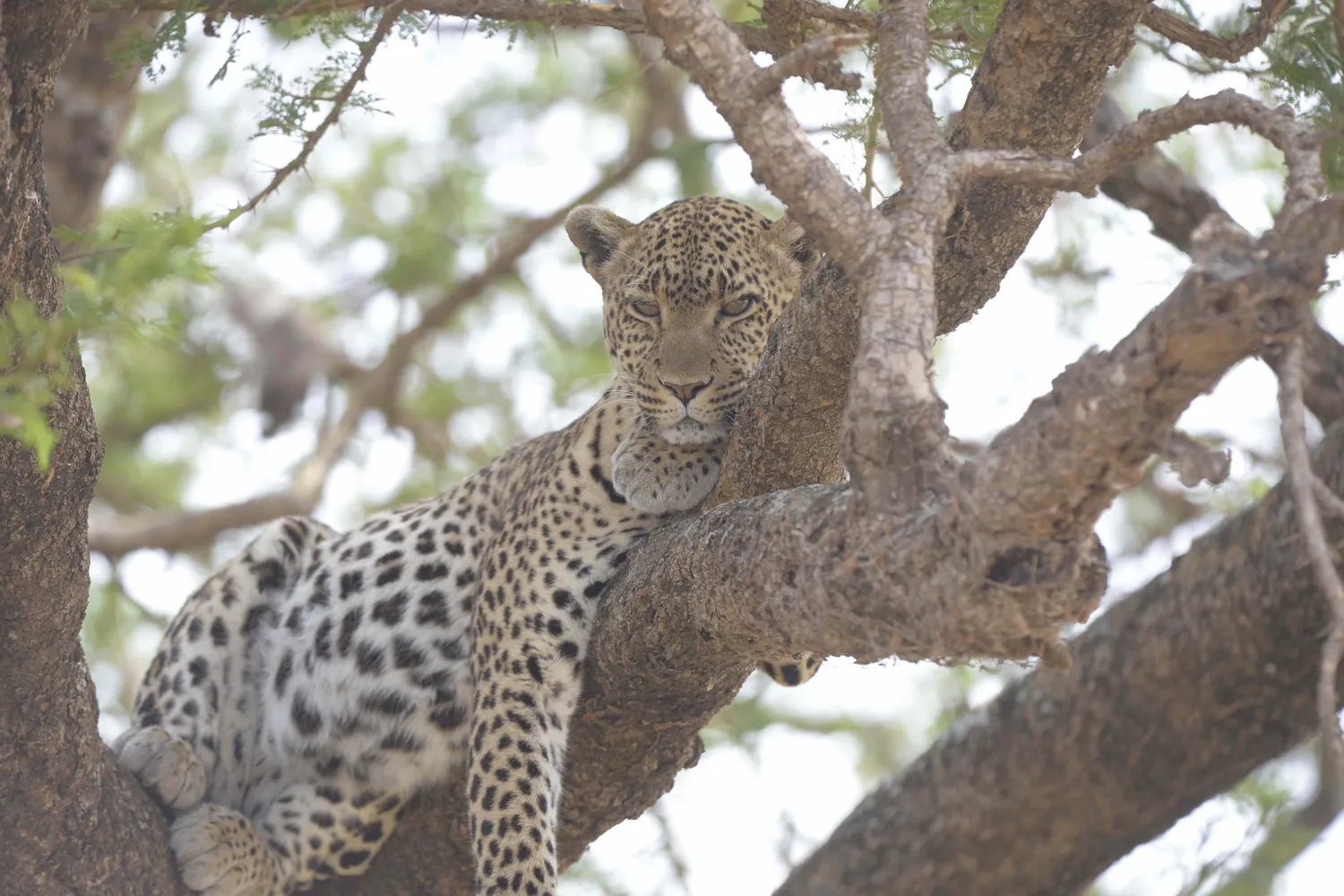 Tarangire Leopard Tracking