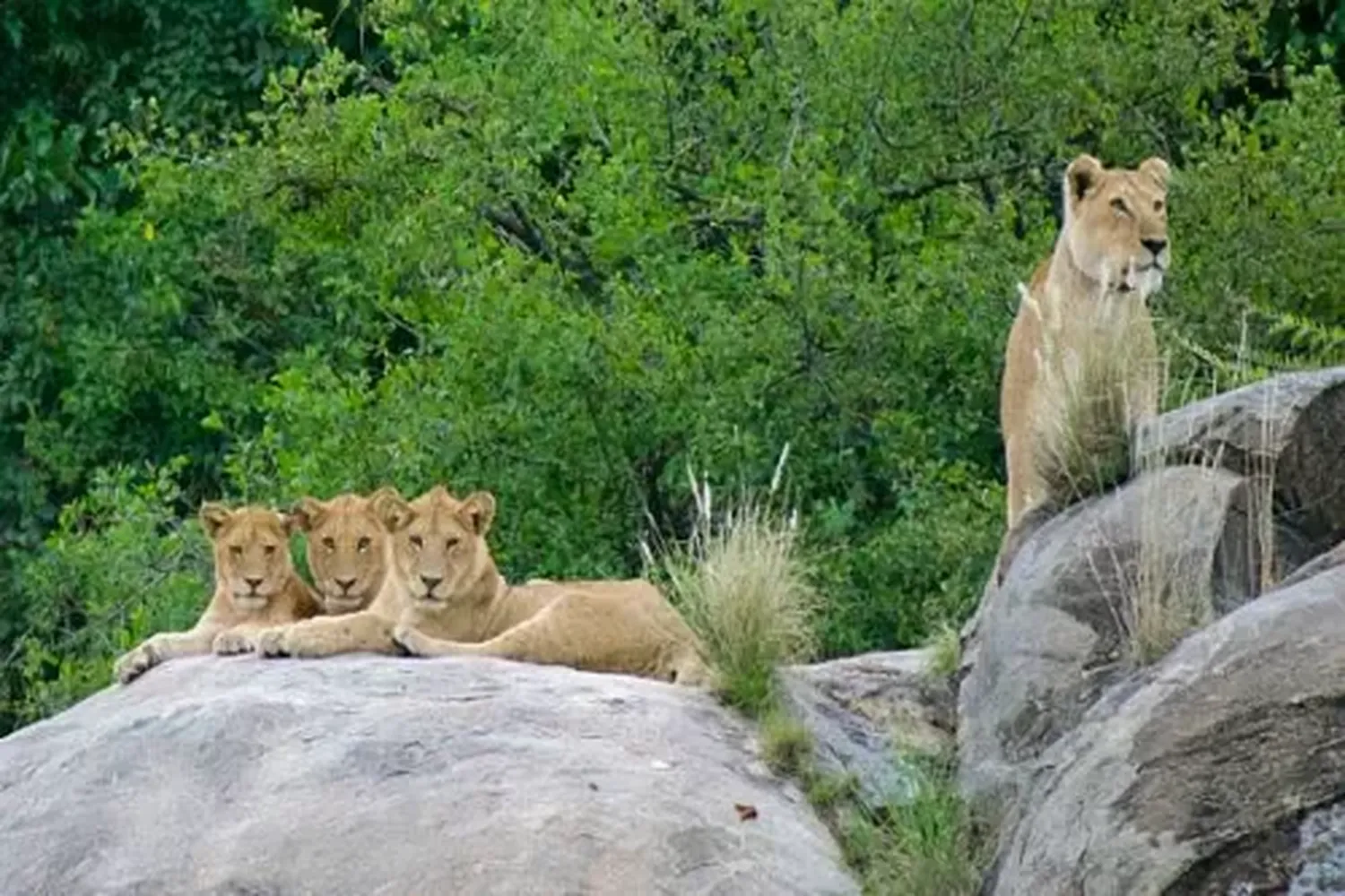 Tarangire-Löwenbeobachtung