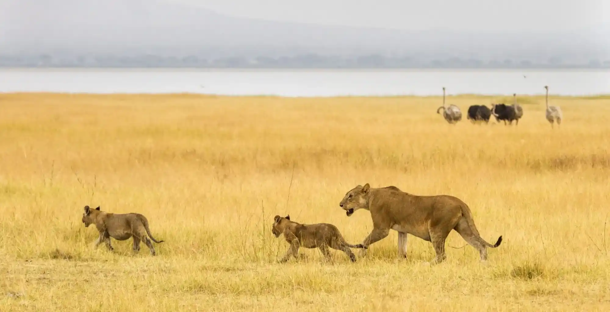 How to Book a Safari in Tanzania