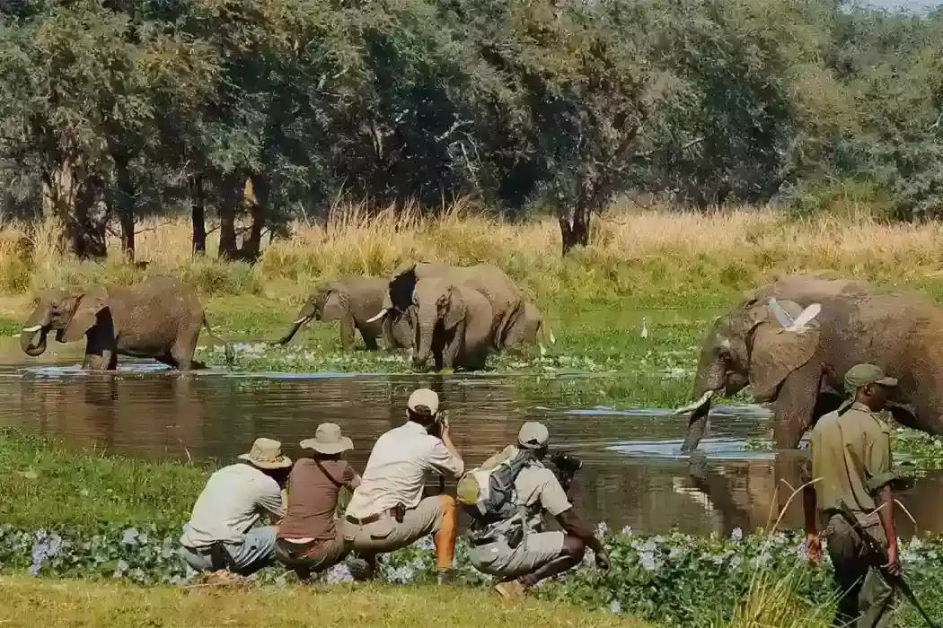 Elephants near baobab trees in Tarangire National Park