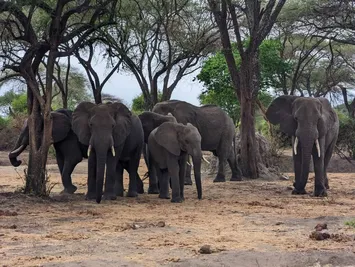 Tascia giornaliera di Tarangire National Park