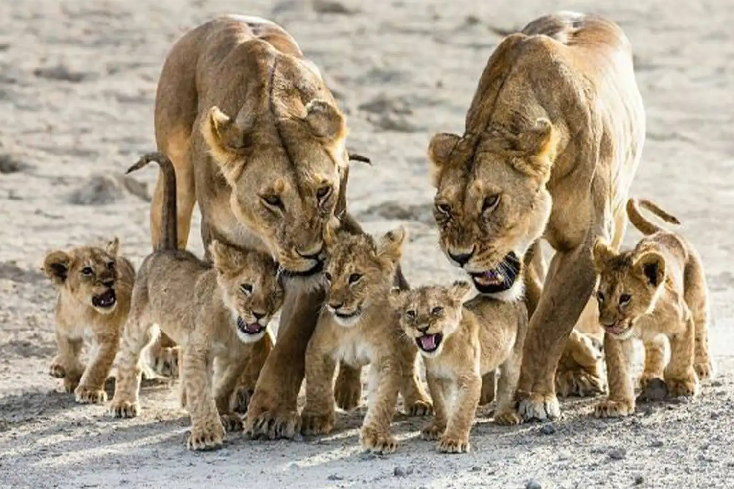 Paquet de safari privat de 2 dies a Tarangire i Ngorongoro