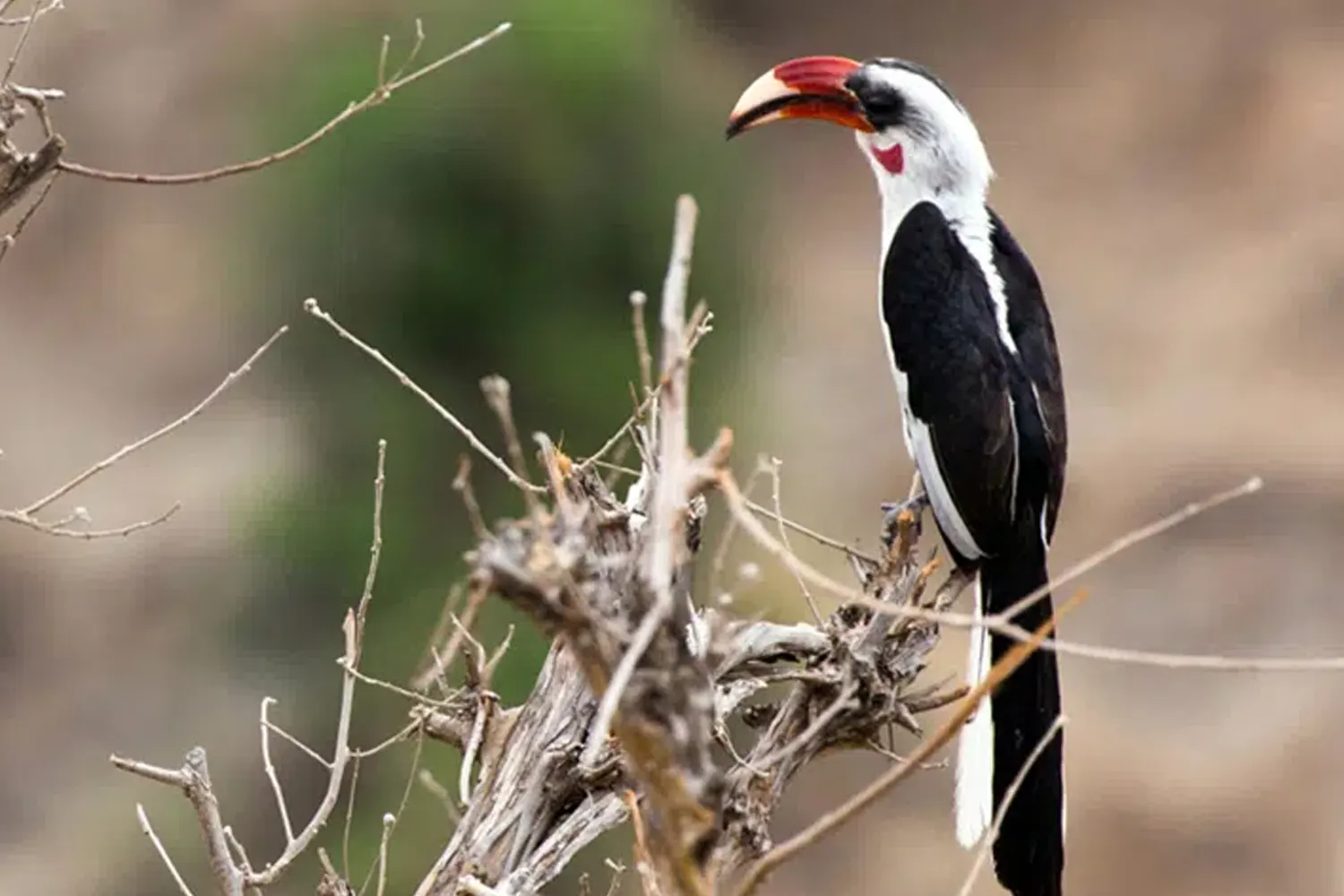 a bird spotted during 4-day Tanzania safari at Serengeti National Park