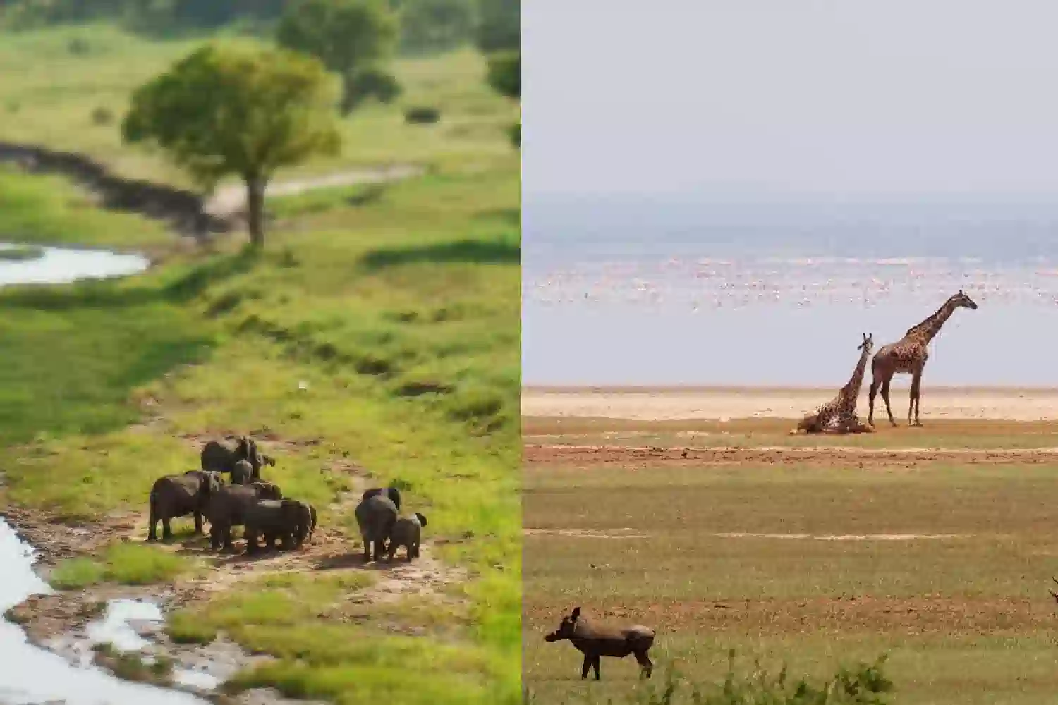 Công viên quốc gia Tarangire vs Lake Manyara