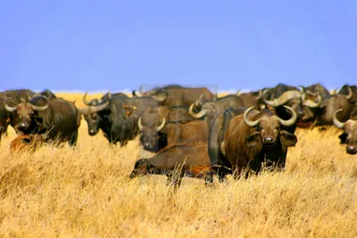 The Big Five in Serengeti