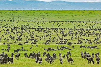 The Ecosystem of The Serengeti