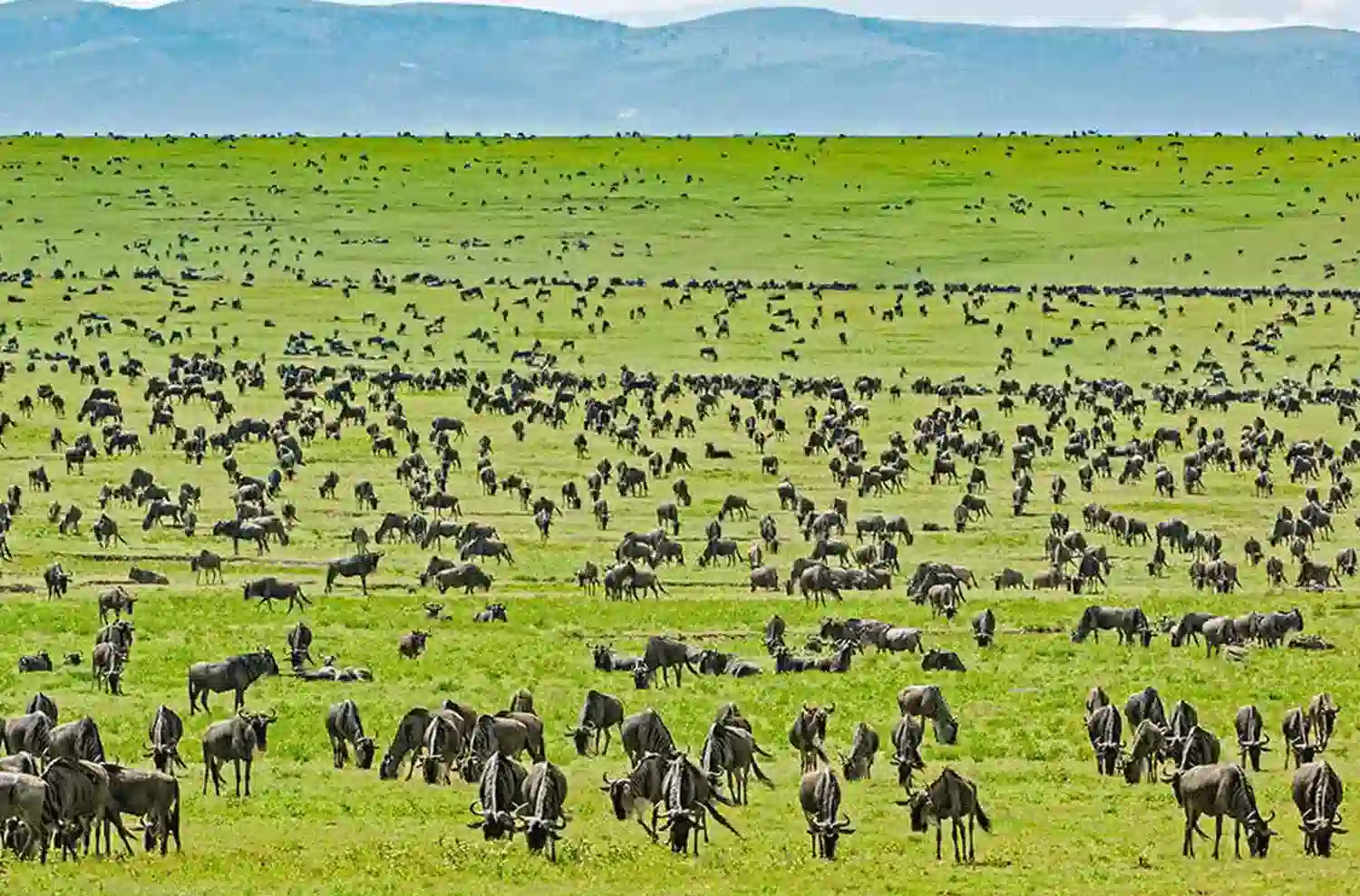 The Ecosystem of the Serengeti