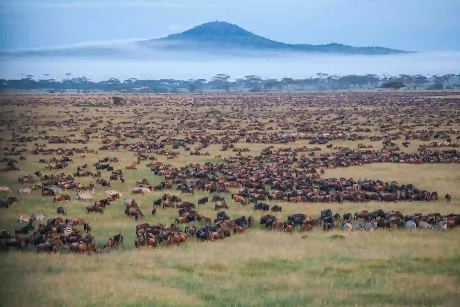 The Future of the Serengeti