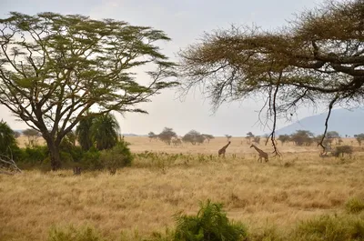 The Geography and Climate of The Serengeti
