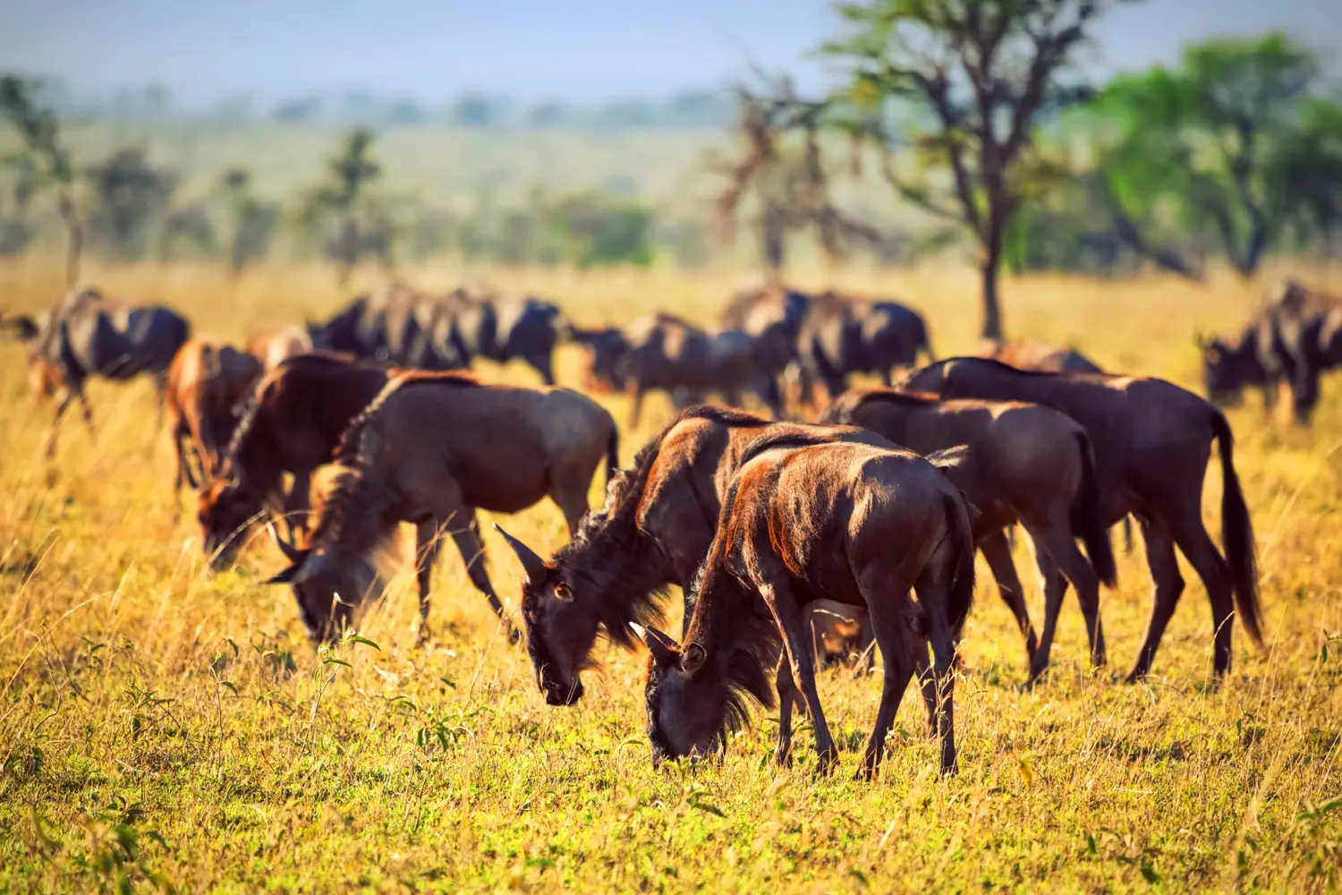 The Great Wildebeest Serengeti Migration