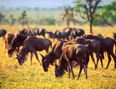 The Great Wildebeest Serengeti Migration