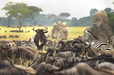 The Science of the Serengeti