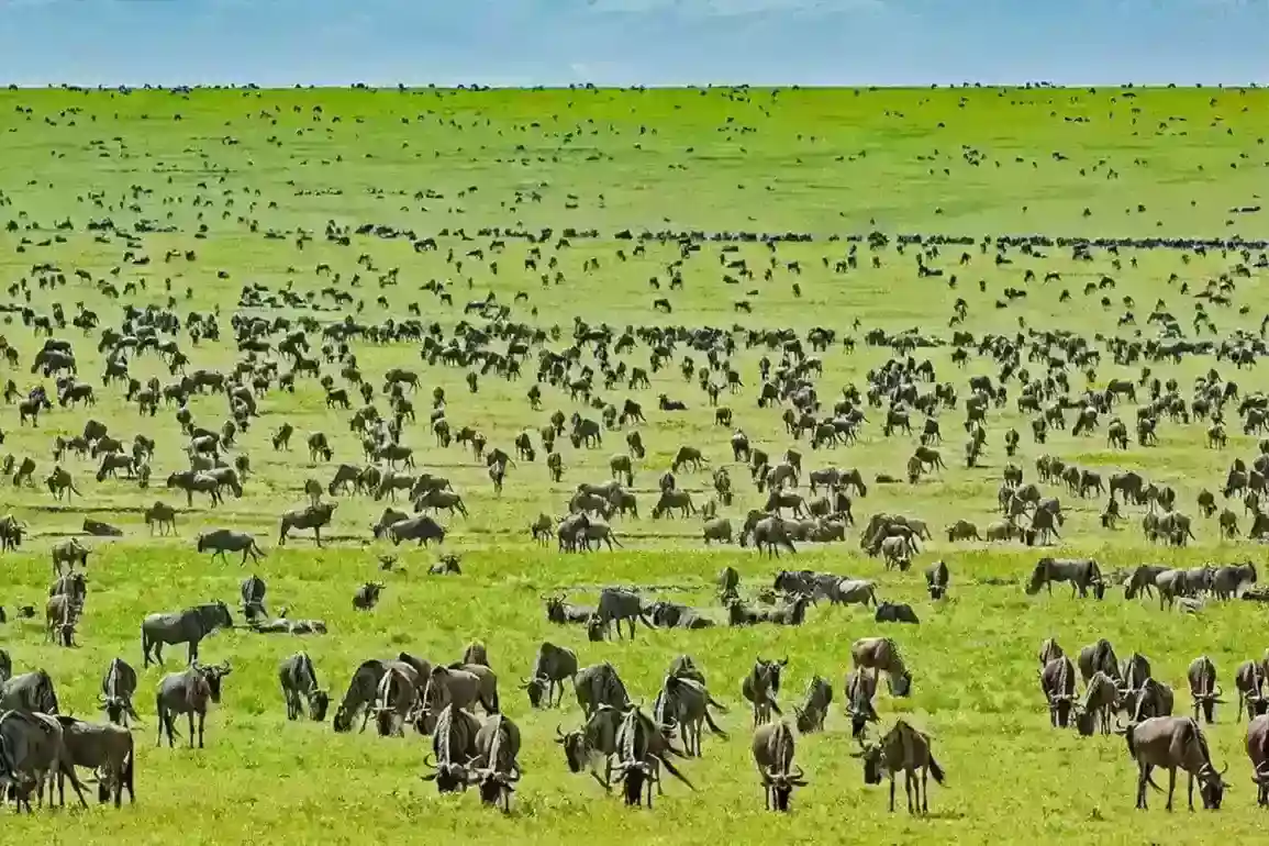 The Serengeti Great Wildebeest Migration Map