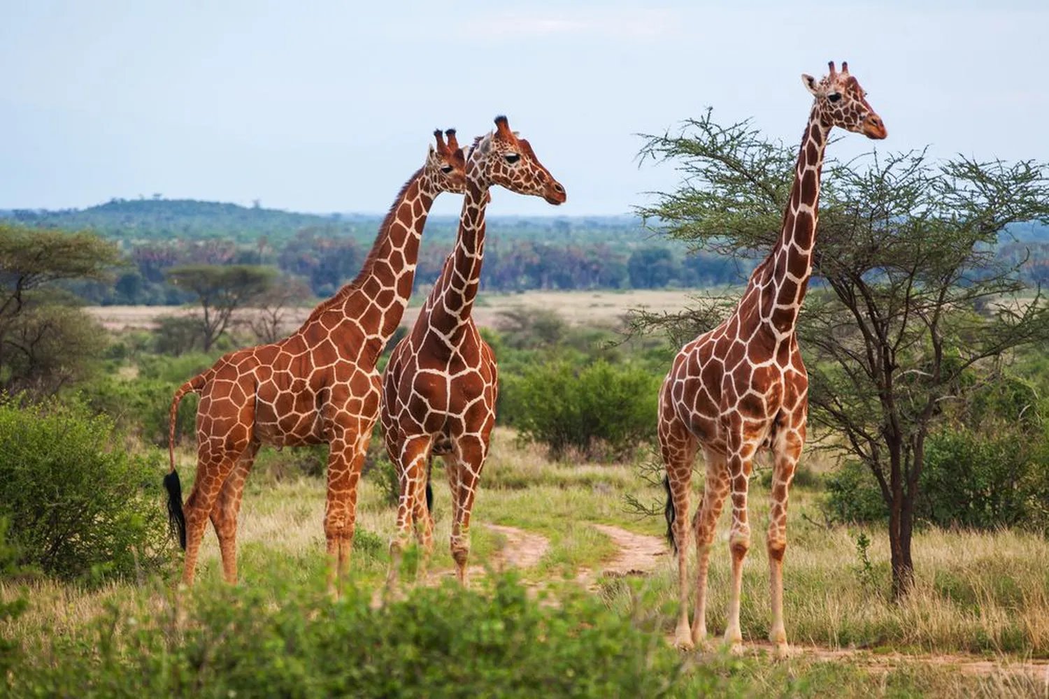 Top Best 3-Day Tanzania Safari
