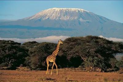 things to do in moshi