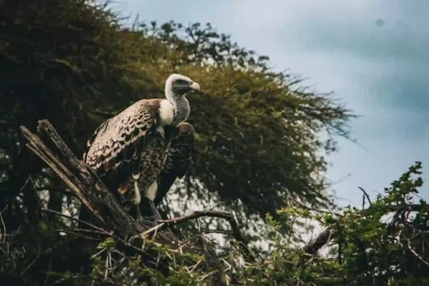Top 5 National Parks for Bird Watching in Tanzania