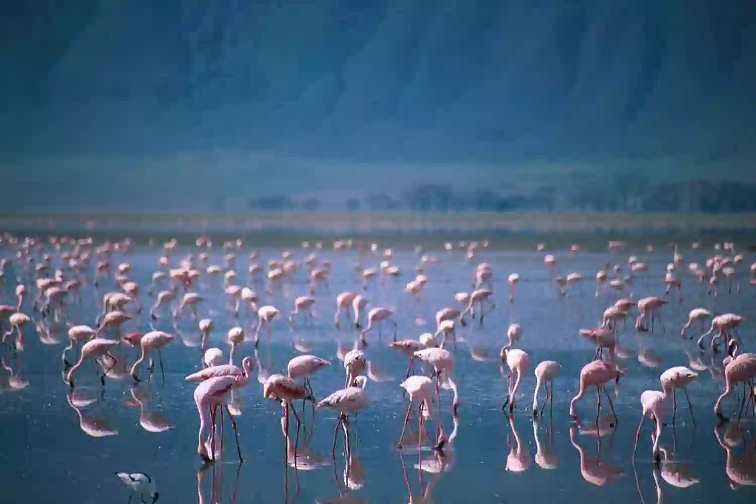Top Bird Watching Spots in Tanzania