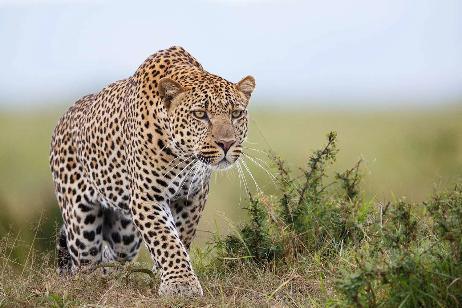 Top 10 safari destinations found in Tanzania