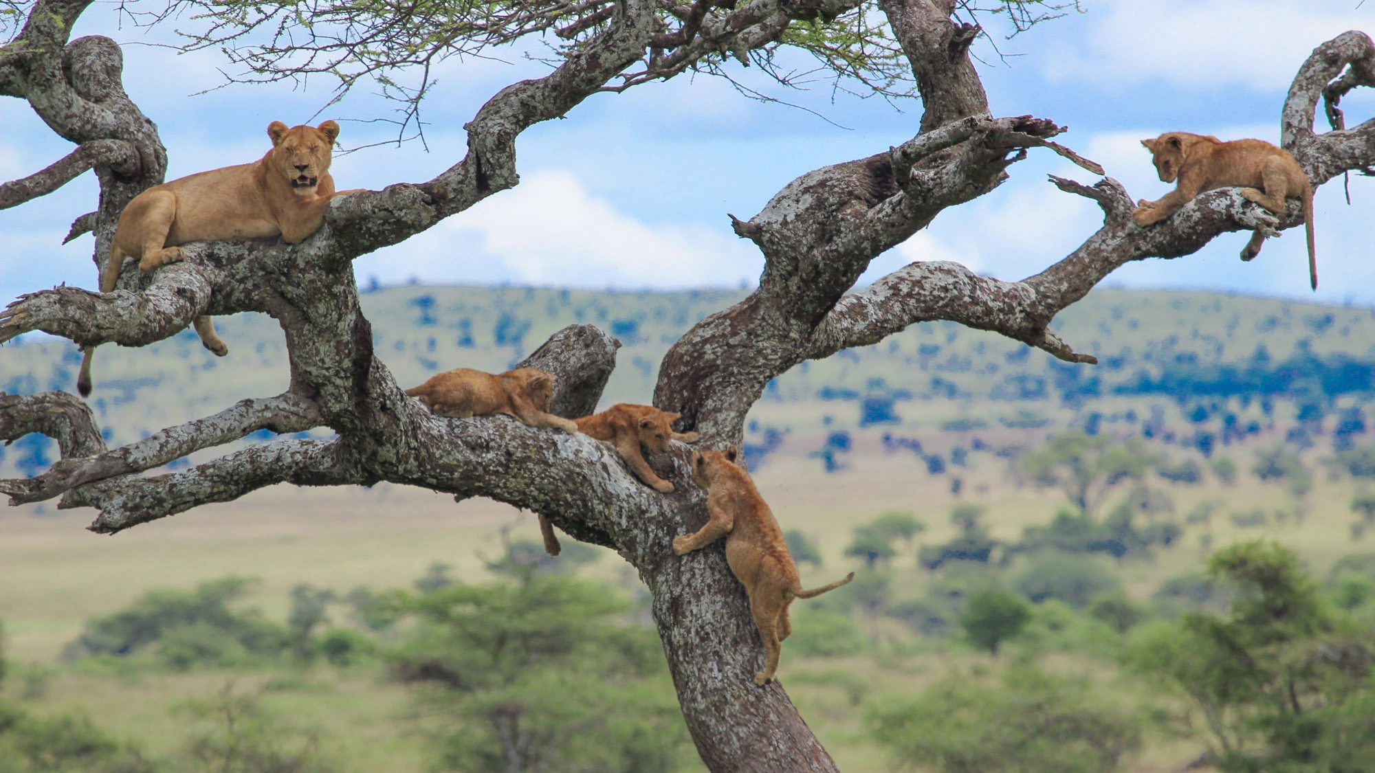 Tree Climbing Lions in Lake Manyara Truth or Myth