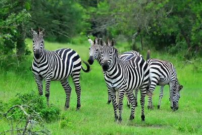 The Unforgettable 10-Day Uganda Safari Tour