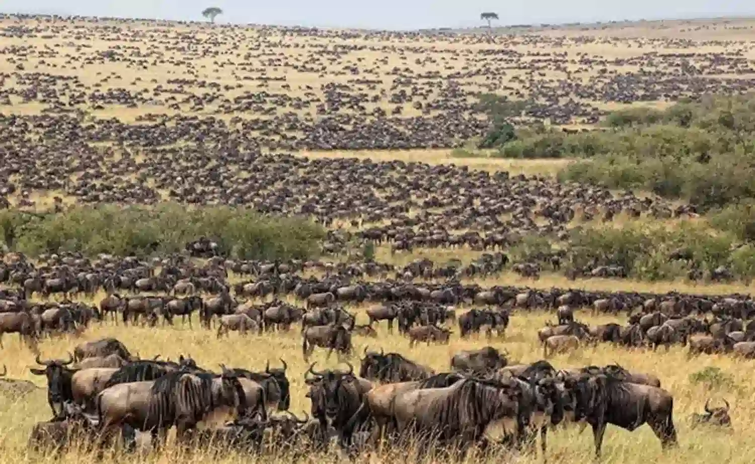 Weekend Serengeti Short Safari 2 Days 1 Night