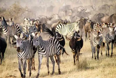 8-day Serengeti Migration Safari Tour Package