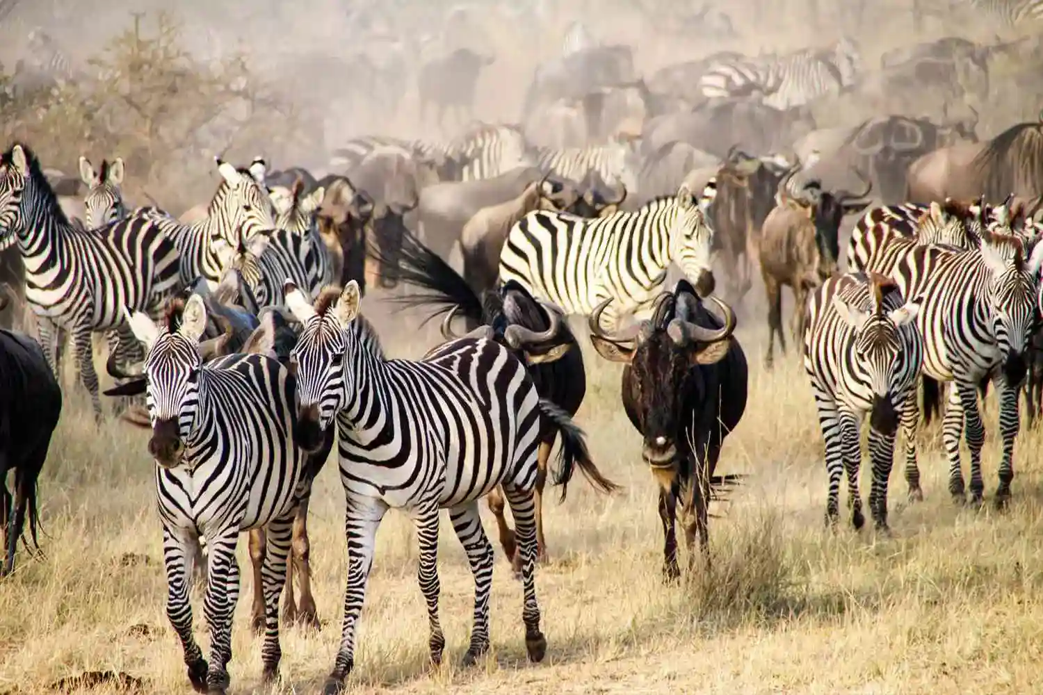 Wildebeest migration in the Serengeti