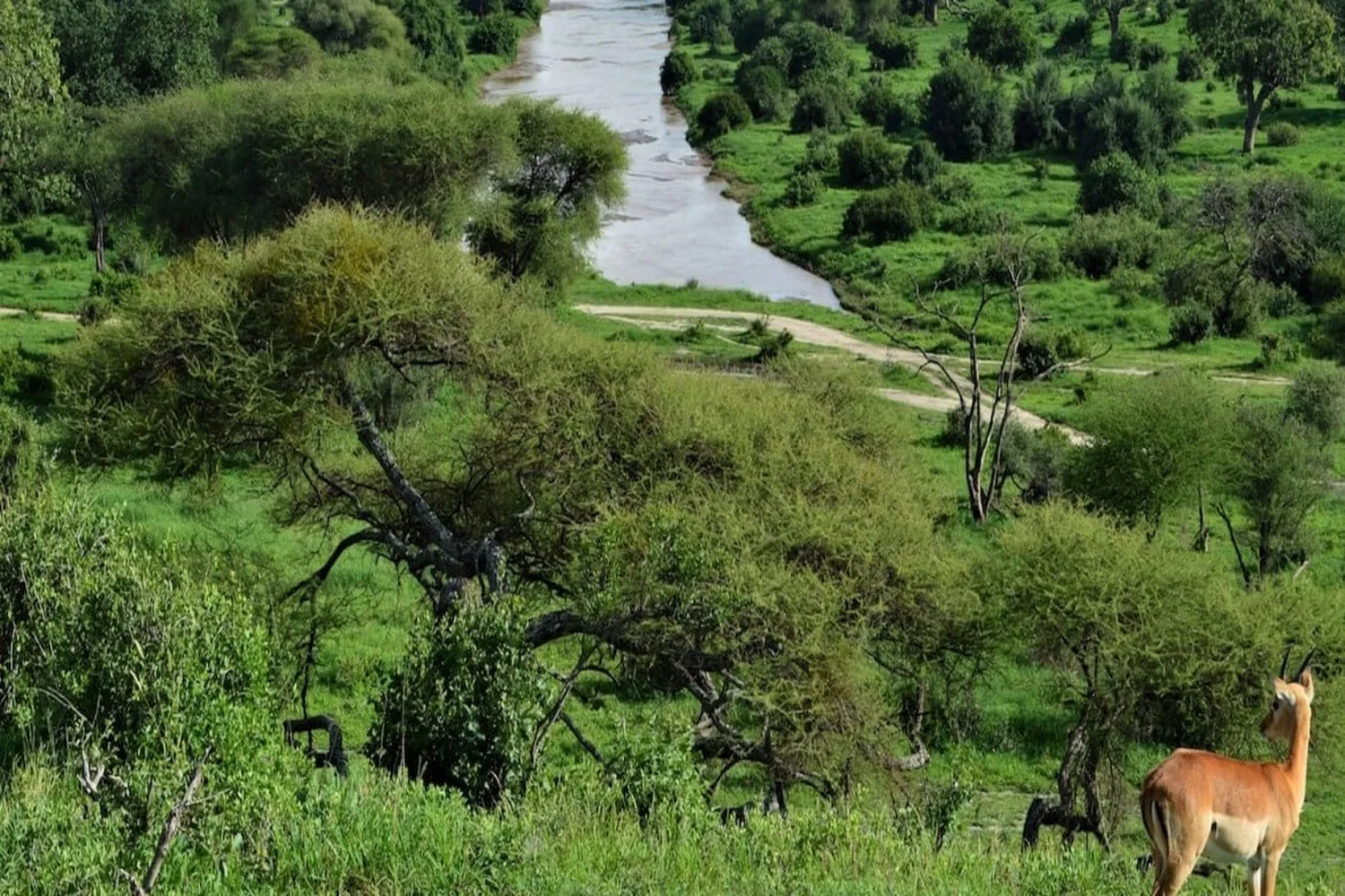 እርጥብ ወቅት ሳፋሪ ታንዛኒያ