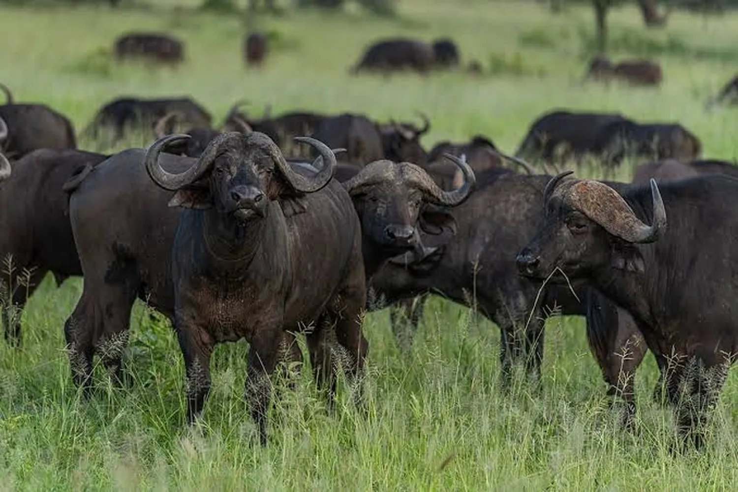 What animals will I see on a 6-day Tanzania safari including lion elephant zebra wildebeest and giraffe