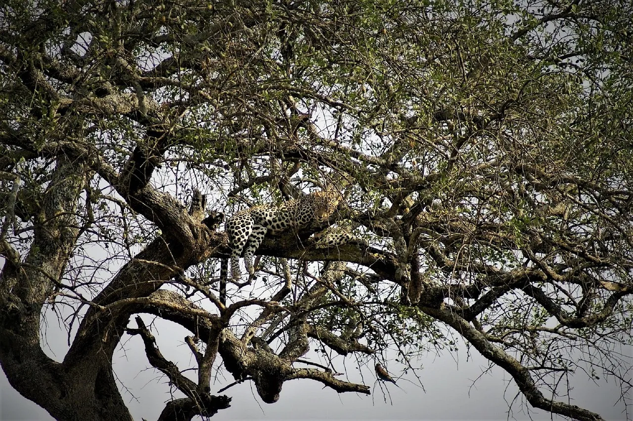 H1 Heading: What Is in Tanzania