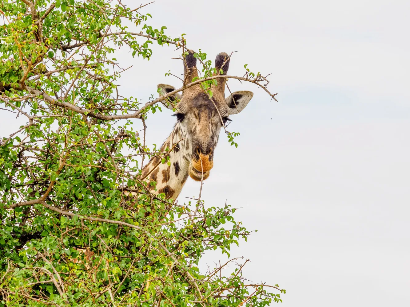 What makes a 6-day Tanzania safari successful - safari vehicle and wildlife