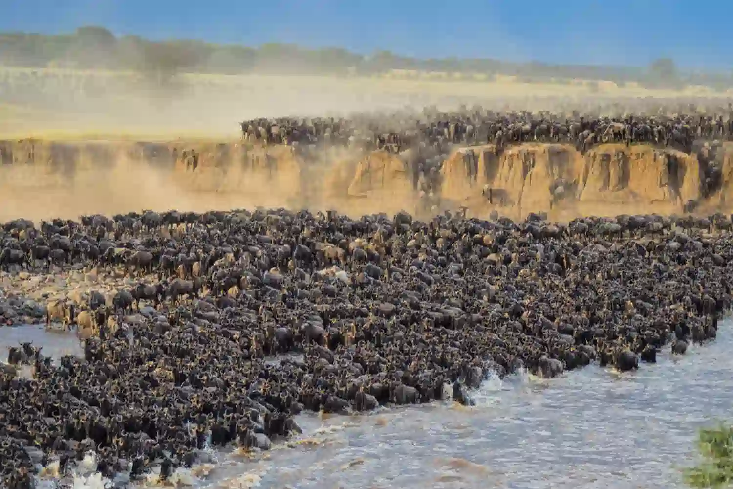 Serengeti ታላቅ ስደት