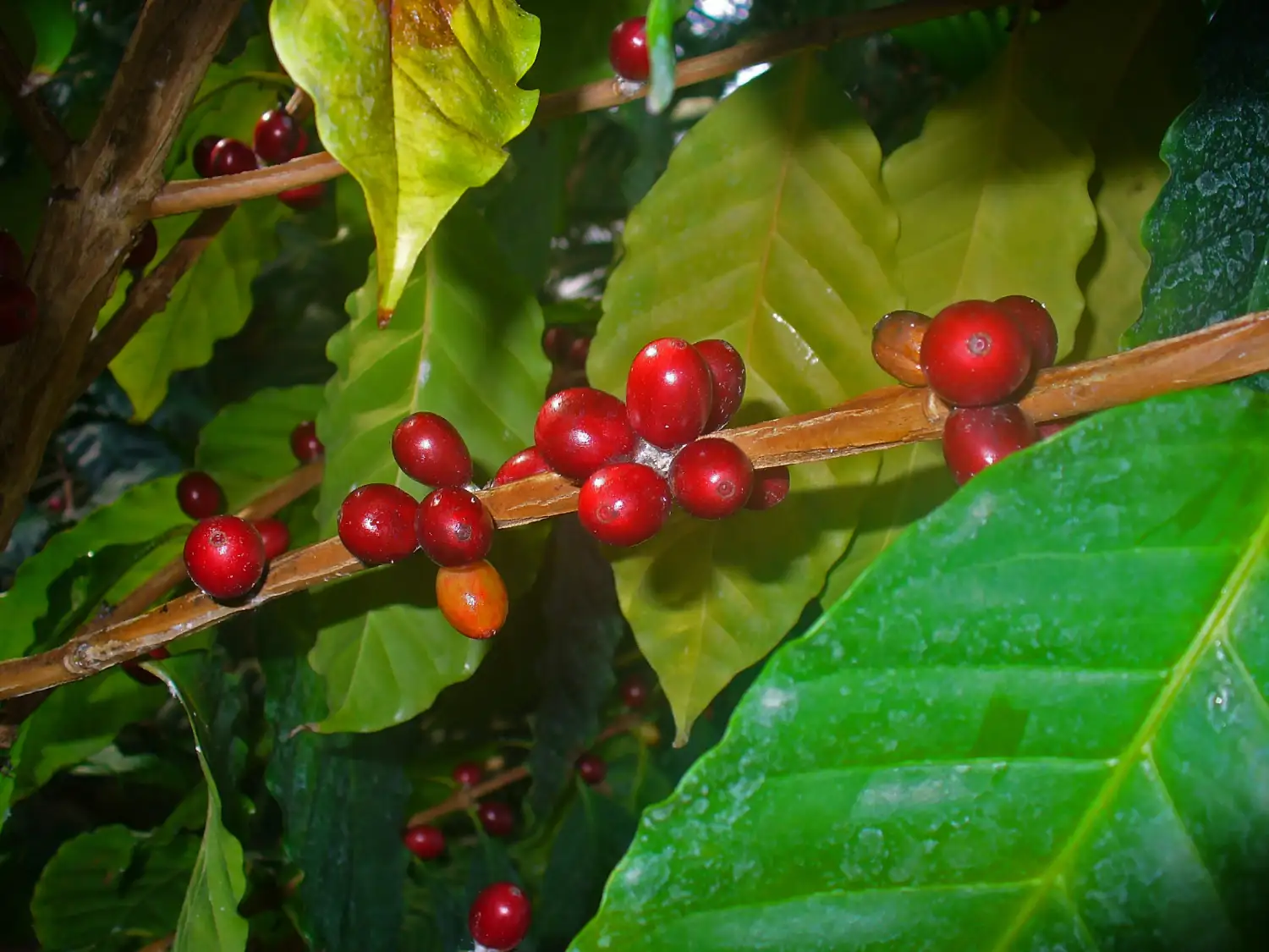 Where is Arabica Coffee Found