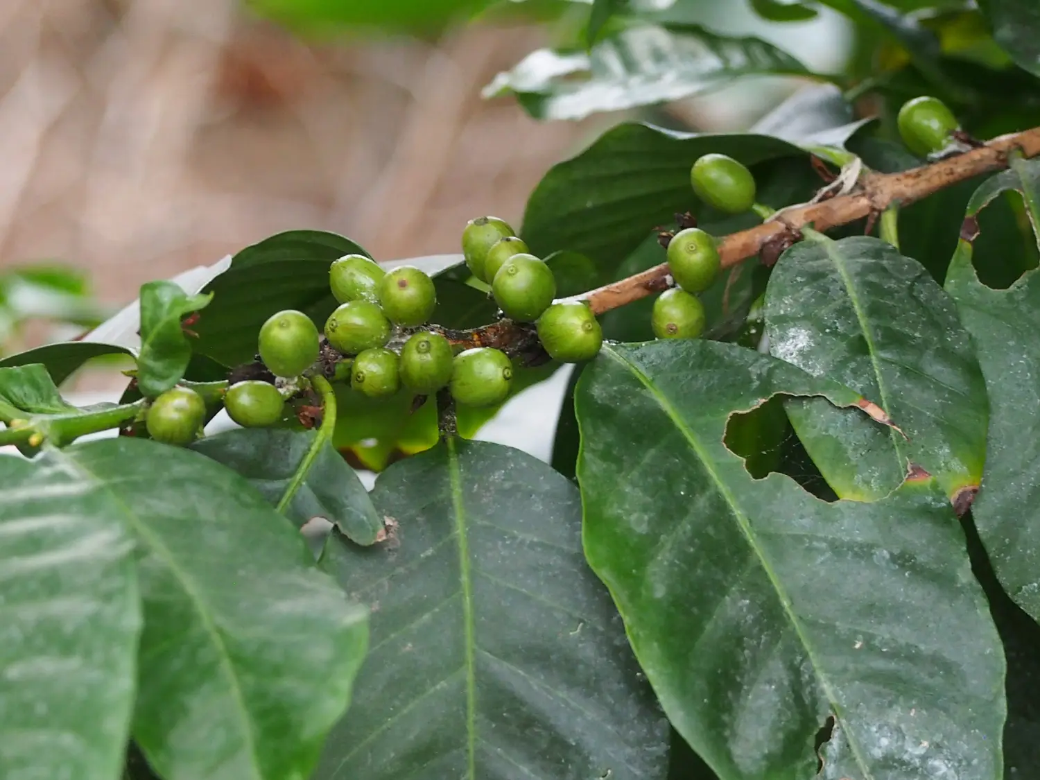Where is Robusta Coffee Found