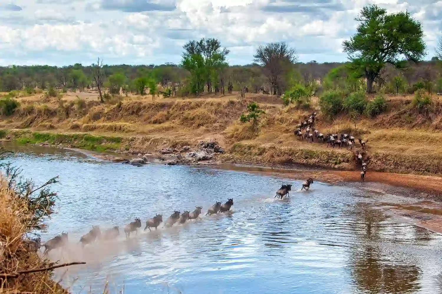 Great Migration Tanzania and Kenya