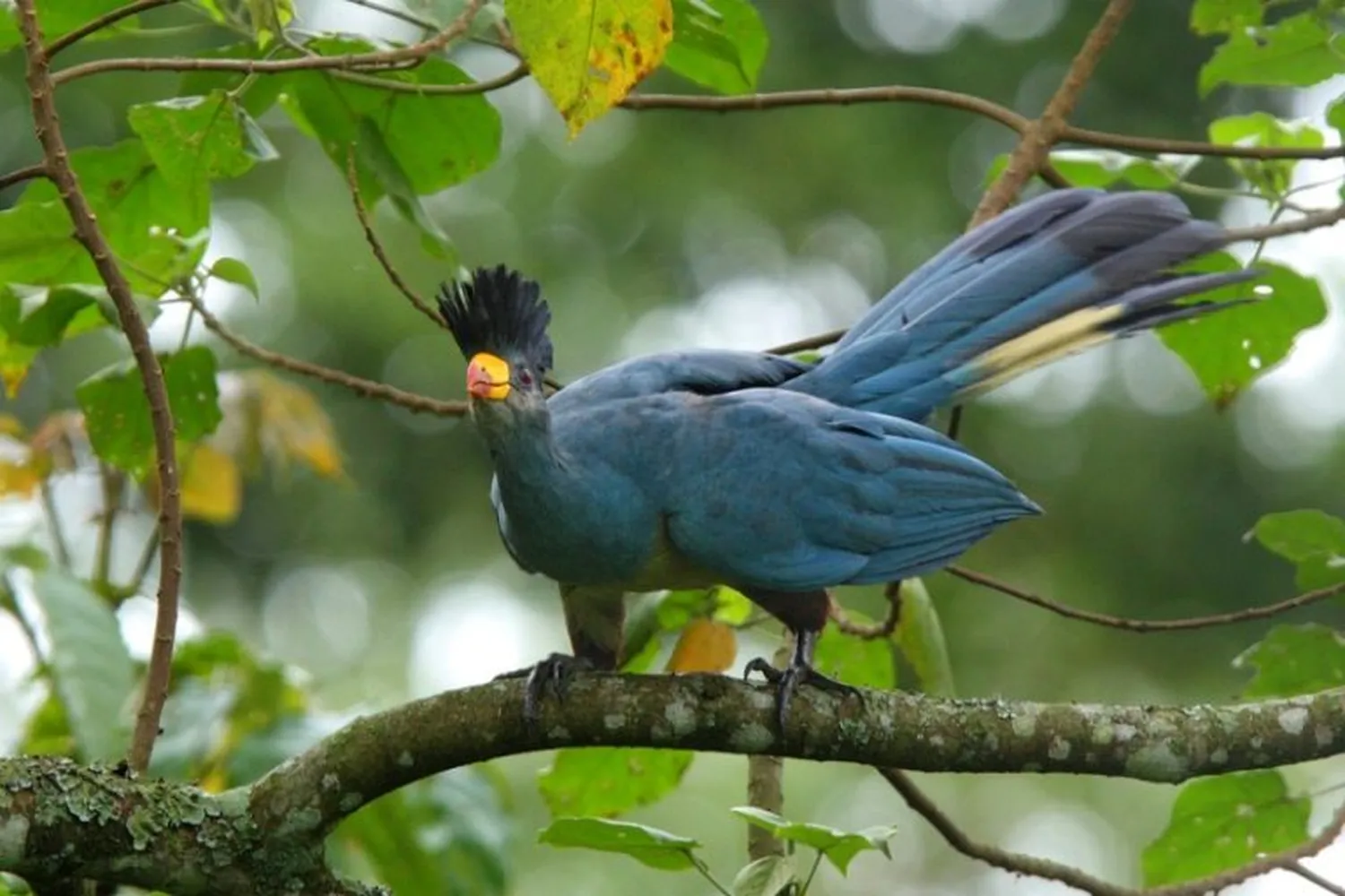 Why Tanzania is Africa’s Best Birding Destination