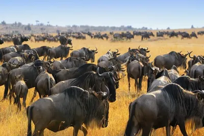 4 Days Serengeti Wildebeest Migration